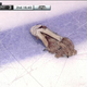 Illustration for article titled Charges Dropped Against Catfish-Throwing Predators Fan